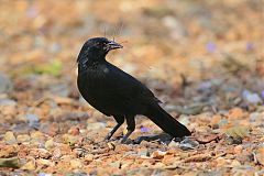 Chopi Blackbird